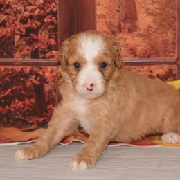 Freddy - Red male Bernedoodle puppy in Moulton, Iowa from Shondel Puppy Paws
