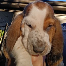 Purple Collar Boy - Black brown and white male Basset Hound puppy in Richland Hills, Texas from The Basset Family