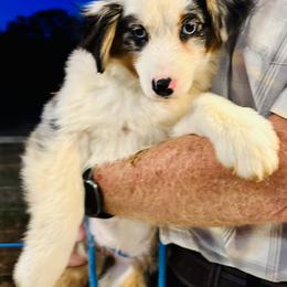 Trixi - Blue merle female Miniature American Shepherd puppy in Jonesborough, Tennessee from Bouchard’s Best Shepherds