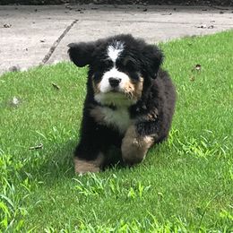 Bernese Mountain Dog Puppies from TOLLHAUS