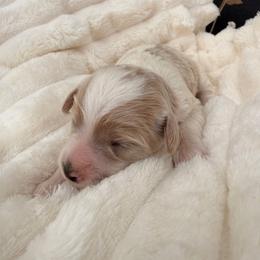 Bea - Blenheim female Cavapoo puppy in Redding, California from O’Hara  Doodles