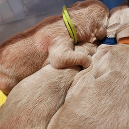 Golden Retriever Puppies from Golden Ratio Retrievers