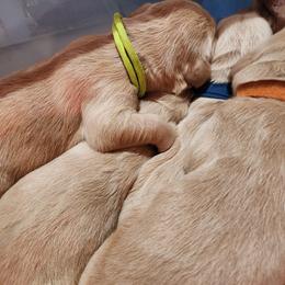 Golden Retriever Puppies from Golden Ratio Retrievers