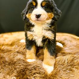 Sandy - Black rust and white female Bernese Mountain Dog puppy in Alabama from Dogwood Creek Bernese
