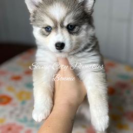 Bonnie - Silver and white female Pomsky puppy in Rossville, Georgia from Scenic City Pomskies