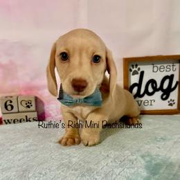 Boy 1 - Red male Dachshund puppy in Lakeland, Florida from Ruthie’s Rich Mini Dachshunds