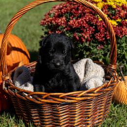 Orange - Black female German Shepherd puppy in Hammond, Louisiana from Von LaMarca German Shepherds