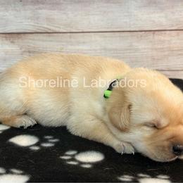 Lime green - Yellow male Labrador Retriever puppy in Moyock, North Carolina from Shoreline Labradors