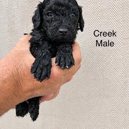 Creek - Black male Poodle puppy in Woodleaf, North Carolina from Circle T Ranch K9s