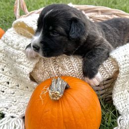 Caucasian Shepherd Dog, Labradoodle, and Saint Bernard Puppies from Blue Line Kennels