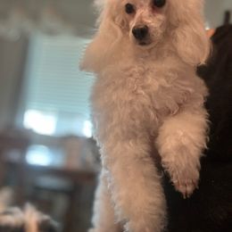 Colette - Poodle