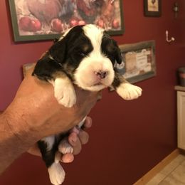 Bernedoodle Puppies from Montanas Mountain Bernedoodles