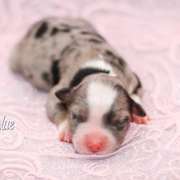 Australian Shepherd, Miniature American Shepherd, Miniature Australian Shepherd, and Toy Australian Shepherd Puppies from Painted Blue Aussies