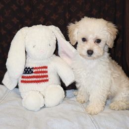 Dallas - Cream male Poodle puppy in Hudson, North Carolina from Pawsh Petites