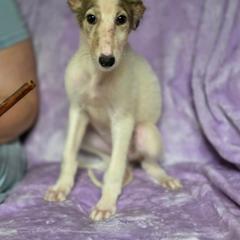 Mercy - Silver brindle female Borzoi puppy in Columbia, North Carolina from Muse Borzoi
