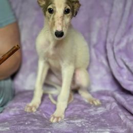 Mercy - Silver brindle female Borzoi puppy in Columbia, North Carolina from Muse Borzoi