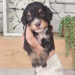 Jacob - Tri-color male Cavapoo puppy in Dothan, Alabama from Farquharson's Poodles&Doodles