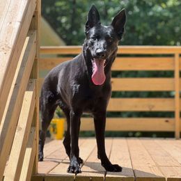 Minnie - Black female German Shepherd puppy in Opelika, Alabama from Sommerfeld German Shepherds