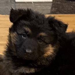 German Shepherd Puppies from Circle Oaks Shepherds