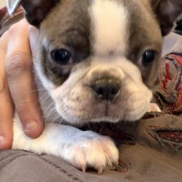 Blossom - Blue female Boston Terrier puppy in Charleroi, Pennsylvania from KC’s Boxers