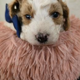 Philip - Blenheim male Cavapoo puppy in Truckee, California from Heavenly Goldendoodles