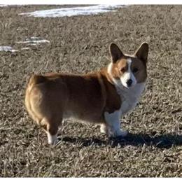 Pembroke Welsh Corgi puppies from Whistling Wind Corgi’s