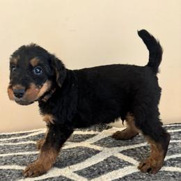 Chewy - Black and tan male Airedale Terrier puppy in Huntersville, North Carolina from Cool Hand Luke Kennels