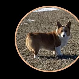 Cash - Pembroke Welsh Corgi