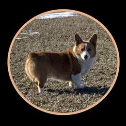Cash - Pembroke Welsh Corgi