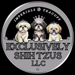Paris - Shih Tzu