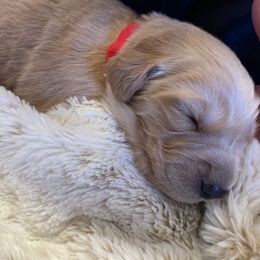 Golden Retriever Puppies from Tradershire Goldens