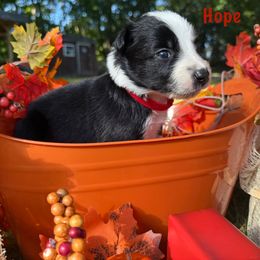 Hope - Black and white female Border Collie puppy in Coventry, Rhode Island from Michelle's Border Collies