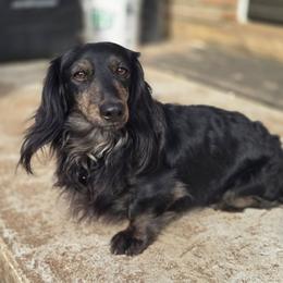 Mav - Dachshund