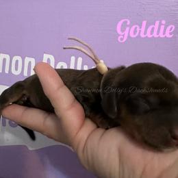 Goldie - Cream female Dachshund puppy in Monitor, Washington from Shannon Dolly’s Dachshunds
