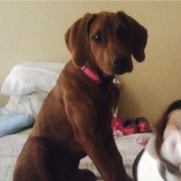Rhodesian Ridgeback Puppies from Zambezi River Ridgebacks