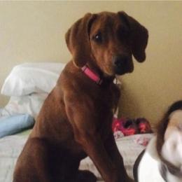 Rhodesian Ridgeback Puppies from Zambezi River Ridgebacks