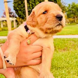 Athena - Light golden female Golden Retriever puppy in Santa Ana, California from American Golden Retrievers