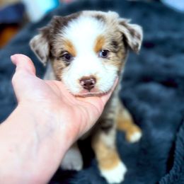 Jasper - Red merle male Miniature Australian Shepherd puppy in Dallas, Waco, And Tyler, Texas from Beulah Aussie Farms Texas