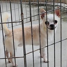 C and M'S Oh Boy Oh Boy Oh Boy - Cream and white male Chihuahua puppy in Loxahatchee, Florida from Dynasty Farms AKC Chihuahuas