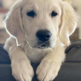 Golden Retrievers from Majestic Goldens