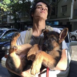 German Shepherd Puppies from Zwinger vom Schneider Wald