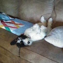 Bernedoodle Puppies from Rose River Farms