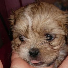 Shih Tzus from Paula's Pups