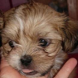 Shih Tzus from Paula's Pups