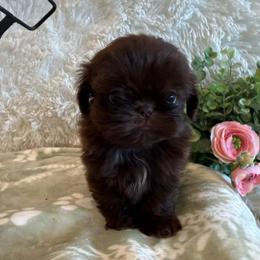Rosie - Chocolate female Shih Tzu puppy in Success, Missouri from Sweet Success
