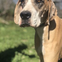 Seraphina - Fawn Great Dane puppy in Texas from 5T Danes