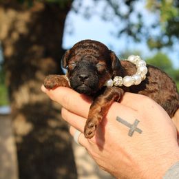May - Sable female Poodle puppy in Bridgeport, Texas from KM AKC Toy poodles