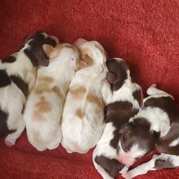 Boy 1 - Liver and white male Brittany puppy in North Hampton, New Hampshire from Birch Spring Brittanys