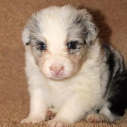 Freddie Krueger - Blue merle male Border Collie puppy in Crawfordsville, Indiana from Rescued Dreams Border Collies