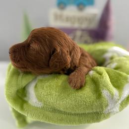 Forky - Red  male Goldendoodle puppy in Moreno Valley, California from Rainbow SoCal Doodles